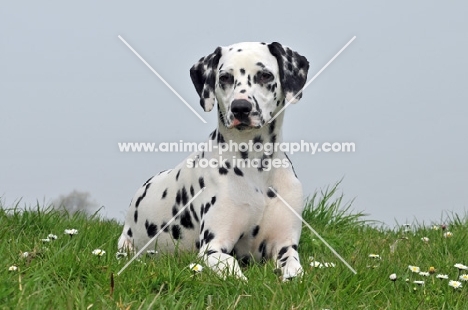 young Dalmatian lying on grass