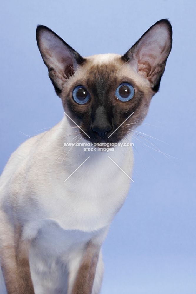 1 year old seal point Siamese portrait
