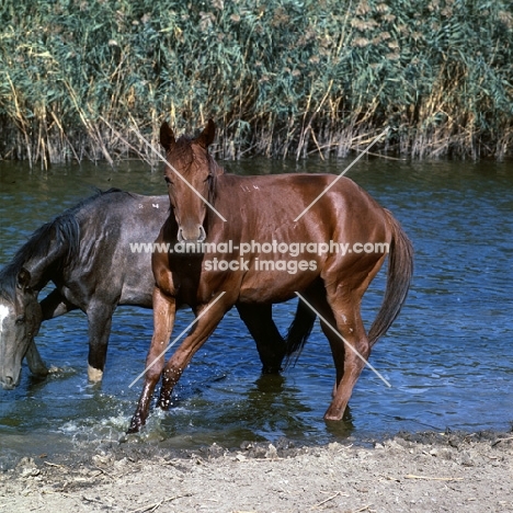 tersk fillies in water at stavropol stud, russia