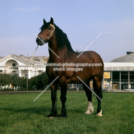 Tyrou, vladimir stallion at moscow exhibition