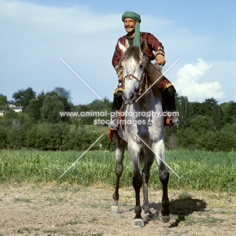 lokai stallion, with rider in traditional clothes at dushanbe