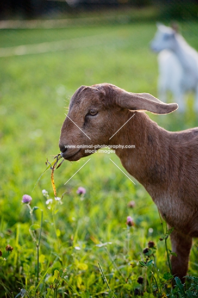 young Alpine goat kid grazing on clover in green pasture