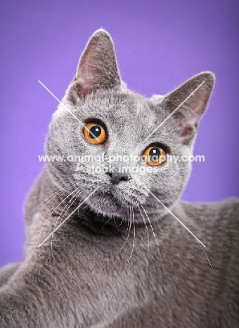 Chartreux, portrait on light purple background