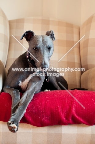 Whippet in chair