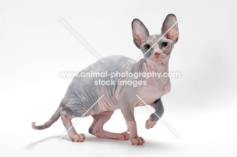 Sphynx cat, blue tortie & white colour