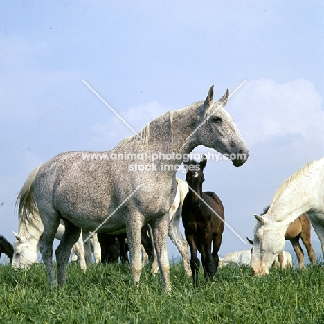 Lipizzaner mares and foal at Szilvasvarad