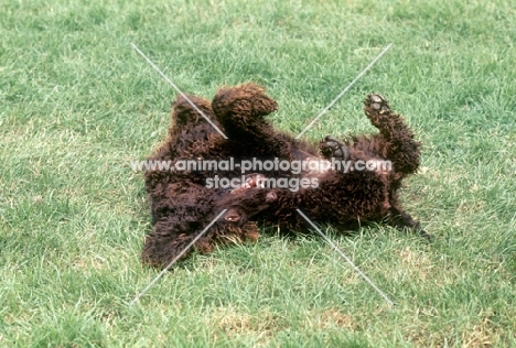 irish water spaniel rolling,