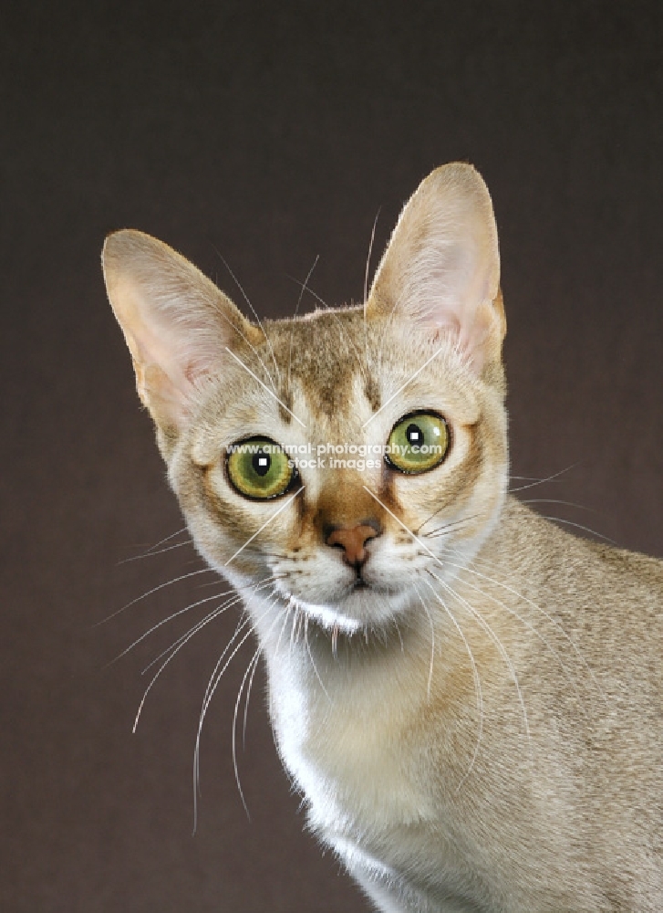 singapura cat, portrait