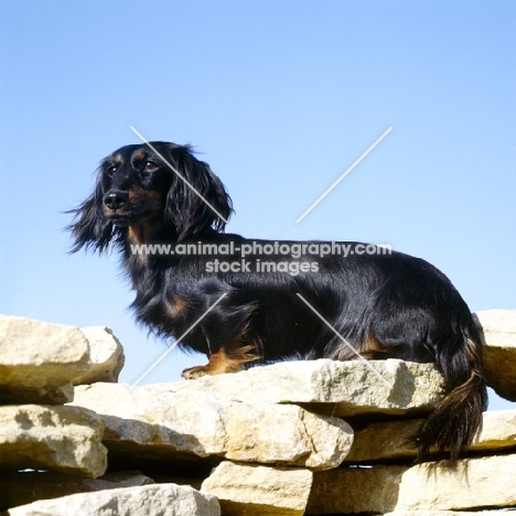 ch shenaligh fairy footsteps miniature long haired dachshund  sitting on a wall