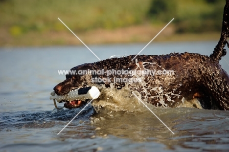 American Water Spaniel with dummy