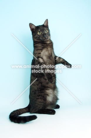 smoke egyptian mau standing on hind legs