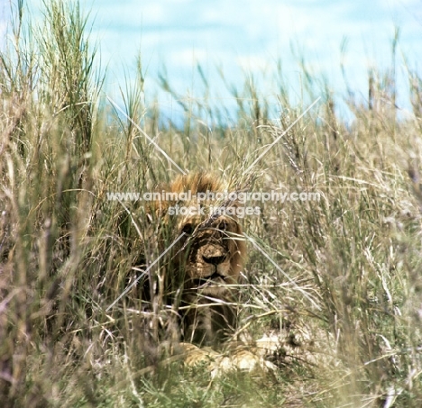 lion lurking in tall grass in amboseli national  park 