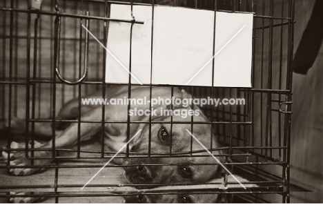 Tired Staffie resting in cage at Crufts 2012