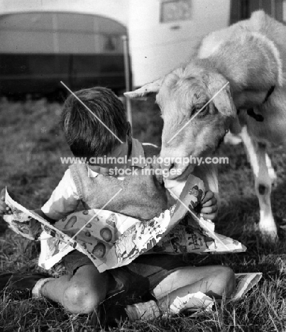curious goat reading paper with boy