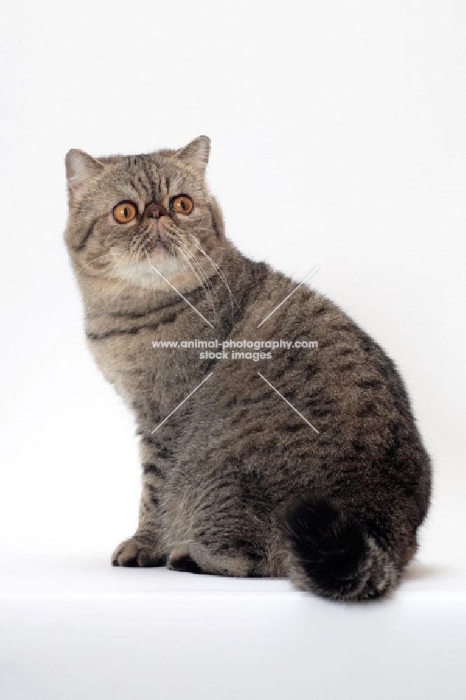 Exotic Shorthair, Brown Mackerel Tabby colour, looking back