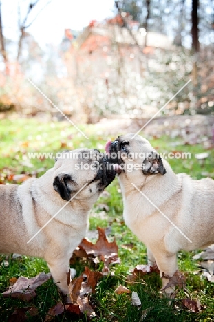 Pug littermate sisters, 2 years old, licking each other