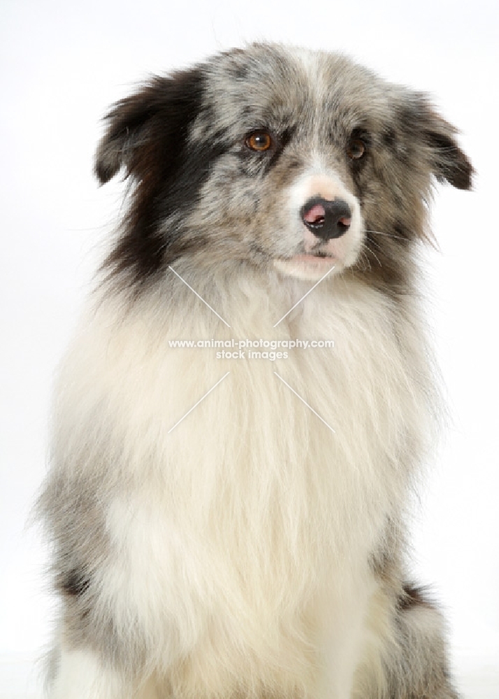 Merle Border Collie