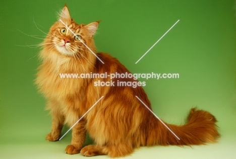 sitting red main coon