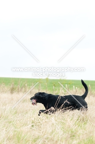 Pet Labrador retrieving a rope toy in long grass
