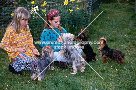 four yorkshire terriers with two girls 