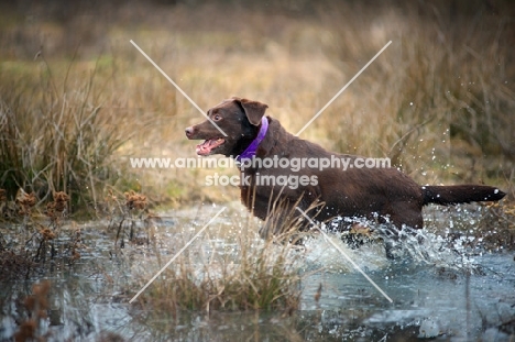 happy chocolate Labrador retriever running in the water