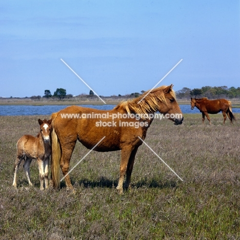 Chincoteague pony full body  on assateague island with foal