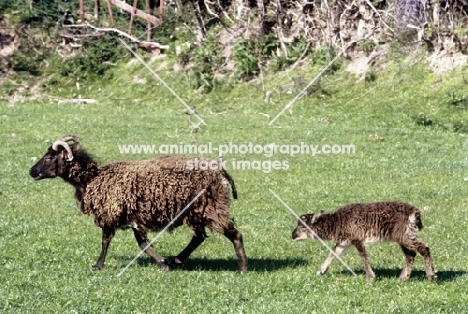 soay ewe and lamb