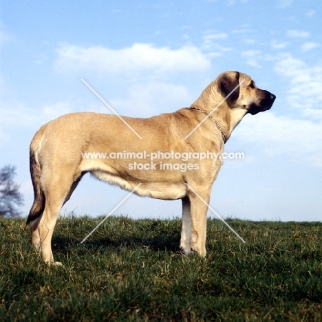 anatolian shepherd dog standing on grass