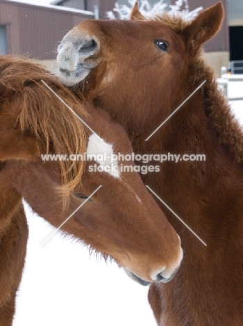 two Suffolk Punches caring for each other