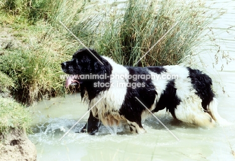 newfoundland, landseer, leaving water  