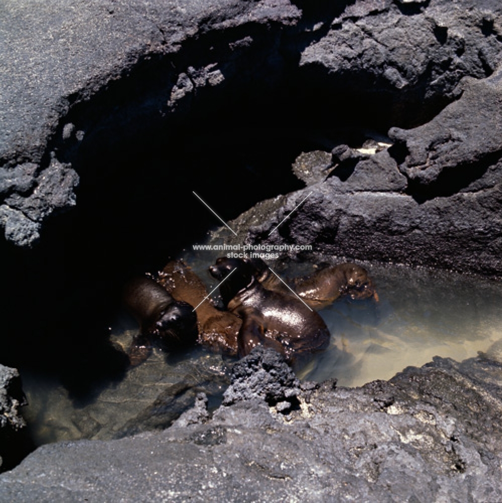 galapagos sea lions pups in rock pool in lava, fernandina island, galapagos islands