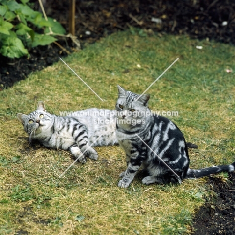 silver spotted and silver tabby british Shorthair cats, champion lowenhaus fingal, champion lowenhaus ferragus