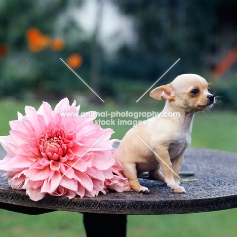 chihuahua puppy sitting near a dahlia