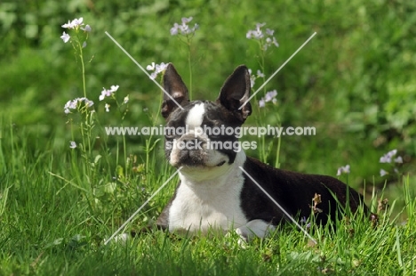 Boston Terrierin greenery