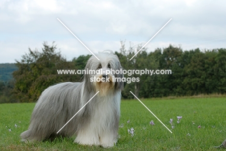 Bearded Collie in show coat