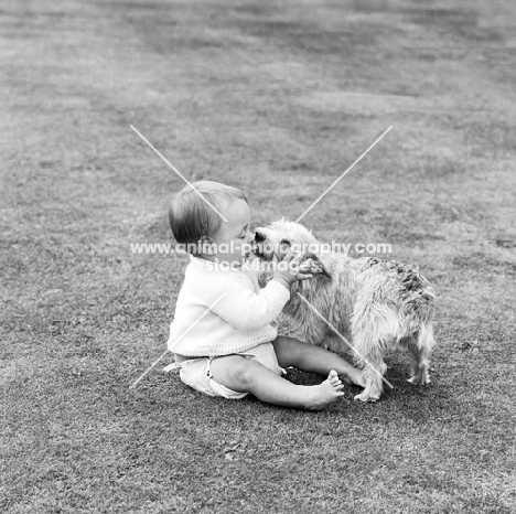 norwich terrier licking a baby's face