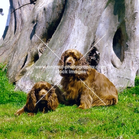 sussex spaniel male and female