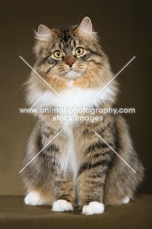 Siberian sitting on brown background