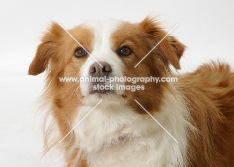 red and white Border Collie portrait