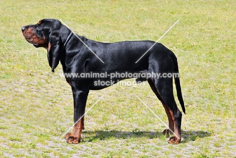 black and tan coonhound