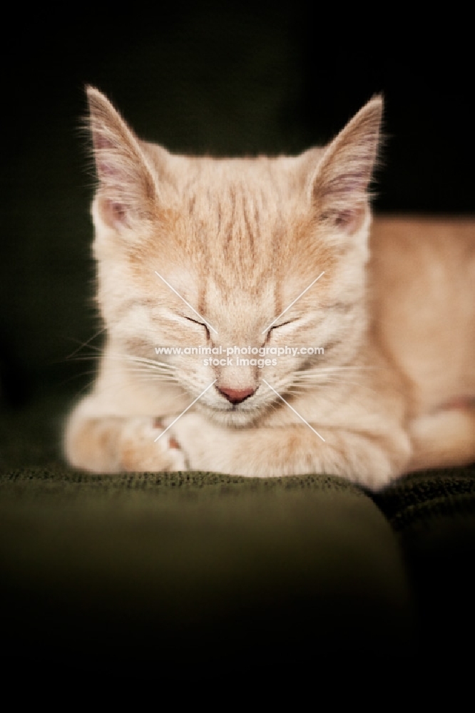 Kitten sleeping on couch