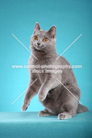 Chartreux front legs in the air
