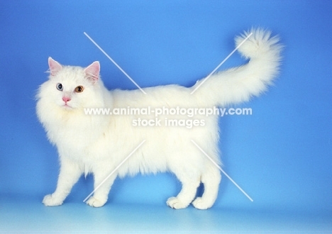 fluffy white Norwegian Forest cat, odd eyed