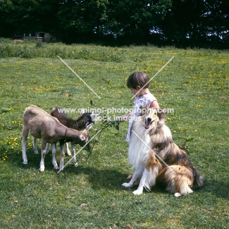 child with rough collie feeding goats