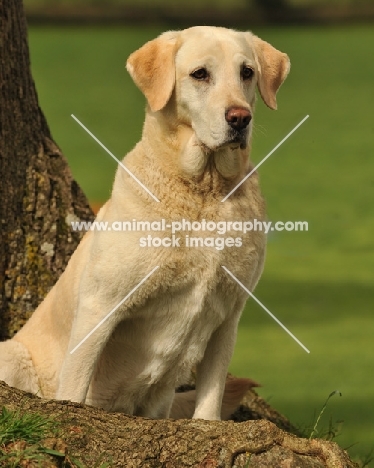 Labrador Retriever