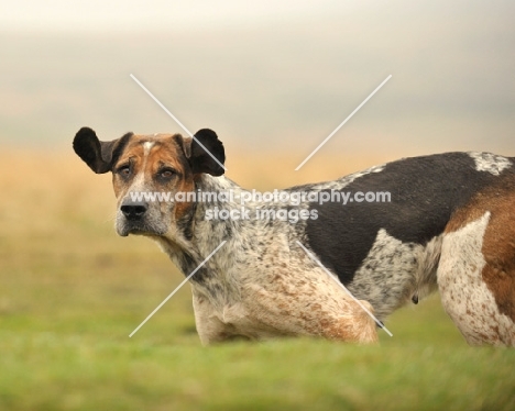 alert old English type foxhound