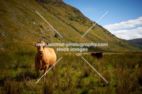 cow near hills
