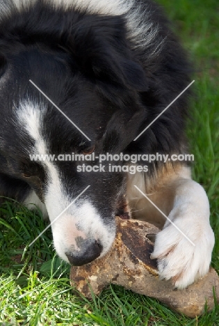 Border Collie with bone