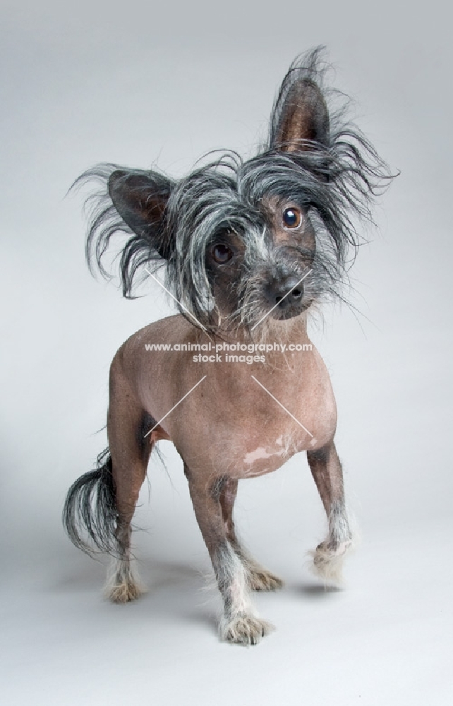 Chinese crested dog walking towards camera