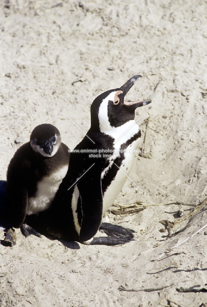 african penguin, spheniscus demersus, with chick at boulders beach, s. africa
